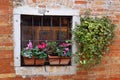 Flowers and ivy on a window Royalty Free Stock Photo