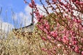 Flowers of Japanese apricot, Kyoto Japan Royalty Free Stock Photo