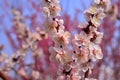 Flowers of Japanese apricot, Kyoto Japan Royalty Free Stock Photo