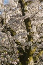 Flowers of japanese cherry tree, Royalty Free Stock Photo