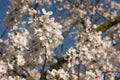 Flowers of japanese cherry tree, Royalty Free Stock Photo