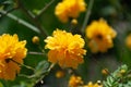 Flowers of Japanese kerria. Kerria japonica during flowering. Bright pretty and sunny spring botany. Royalty Free Stock Photo