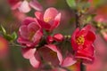 Flowers of japanese quince tree - symbol of spring, macro shot w