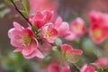 Flowers of japanese quince tree - symbol of spring, macro shot w