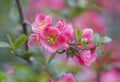 Flowers of japanese quince tree - symbol of spring, macro shot w Royalty Free Stock Photo