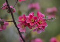 Flowers of japanese quince tree - symbol of spring, macro shot w Royalty Free Stock Photo