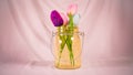 Flowers in a jar Royalty Free Stock Photo