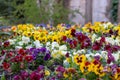 Flowers of Jardins dels Alemanys