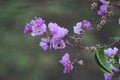 Flowers of Jarul tree. Pretty bright flowers in shades of purple, pink and lavender is the state flower of Maharshtra