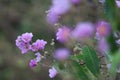 Flowers of Jarul tree. Pretty bright flowers in shades of purple, pink and lavender is the state flower of Maharshtra