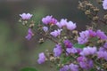 Flowers of Jarul tree. Pretty bright flowers in shades of purple, pink and lavender is the state flower of Maharshtra Royalty Free Stock Photo