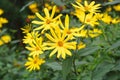 Flowers of Jerusalem artichoke closeup Royalty Free Stock Photo