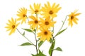 Flowers of Jerusalem Artichoke Earth Apple, lat. Helianthus tuberosus L. or girasol, isolated on white background Royalty Free Stock Photo