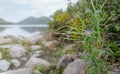 Flowers at Jordan Pond Acadia National Park Maine Royalty Free Stock Photo