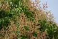 Flowers on a Julie Mango Tree