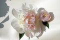 Flowers in June. Peony bud closeup. Delicate white and pink petals.