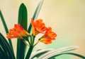 Flowers of the kaffir lilly plant. A flowering head of Clivia miniata also known as Natal lily, bush lily, Kaffir lily. Royalty Free Stock Photo