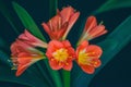 Flowers of the kaffir lilly plant. A flowering head of Clivia miniata also known as Natal lily, bush lily, Kaffir lily. Royalty Free Stock Photo