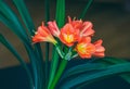 Flowers of the kaffir lilly plant. A flowering head of Clivia miniata also known as Natal lily, bush lily, Kaffir lily. Royalty Free Stock Photo