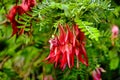 flowers of the Kaka beak (Clianthus puniceus)