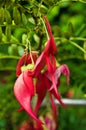 Flowers of the Kaka beak (Clianthus puniceus) Royalty Free Stock Photo