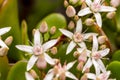 Flowers of a Kalanchoe Thyrsiflora