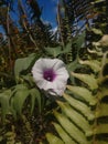 Kalapana Gardens Flowers