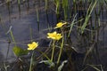 Flowers kaluzhnitsa marsh on the background of water