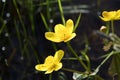 Flowers kaluzhnitsa marsh