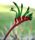 Flowers - Kangaroo Paw Royalty Free Stock Photo