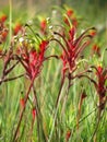 Flowers - Kangaroo paw Royalty Free Stock Photo