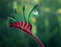 Flowers - Kangaroo Paw Royalty Free Stock Photo