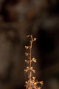 Dried basil.