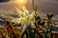 Flowers kissed by sunrays during the sunset