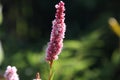 Flowers of the knotweed Bistorta affinis superbum in the morning light, latin name is Persicaria affinis or fleece flower close up