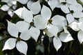 Flowers of Kousa Dogwood Tree, Cornus Kousa, Benthamidia japonica. Royalty Free Stock Photo