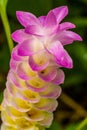 Flowers:Krajiao flower,Siam Tulip.