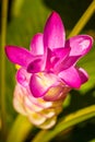 Flowers:Krajiao flower,Siam Tulip.