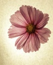 Pink Cosmos up close backlit with light