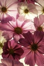 Pink Cosmos up close backlit with light