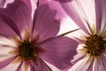 Pink Cosmos up close backlit with light