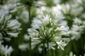 White Agapantha flower, up close, in a garden,