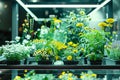flowers in laboratory for study of biotechnology and growth Royalty Free Stock Photo