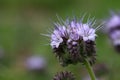 Flowers of the lacy phacelia