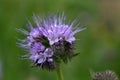 Flowers of the lacy phacelia