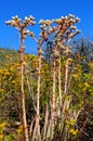 Flowers of lady fingers or dead man`s fingers