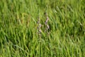 Lady`s tresses Royalty Free Stock Photo