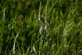 Lady`s tresses Royalty Free Stock Photo