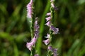 Lady`s tresses Royalty Free Stock Photo