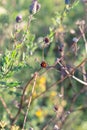 Flowers and ladybug in summer herbal field Royalty Free Stock Photo